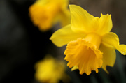 21st Mar 2013 - Daffodils