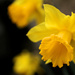 Daffodils by whiteswan