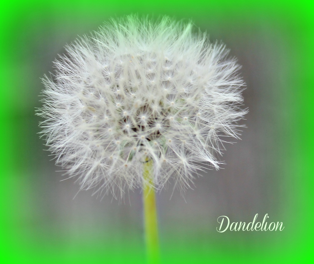 Dandelion by judyc57