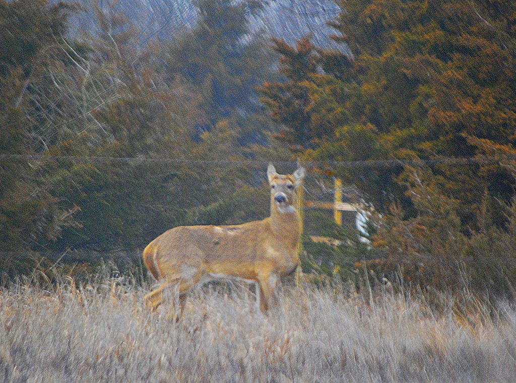 Lonely Deer by kareenking