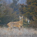 Lonely Deer by kareenking