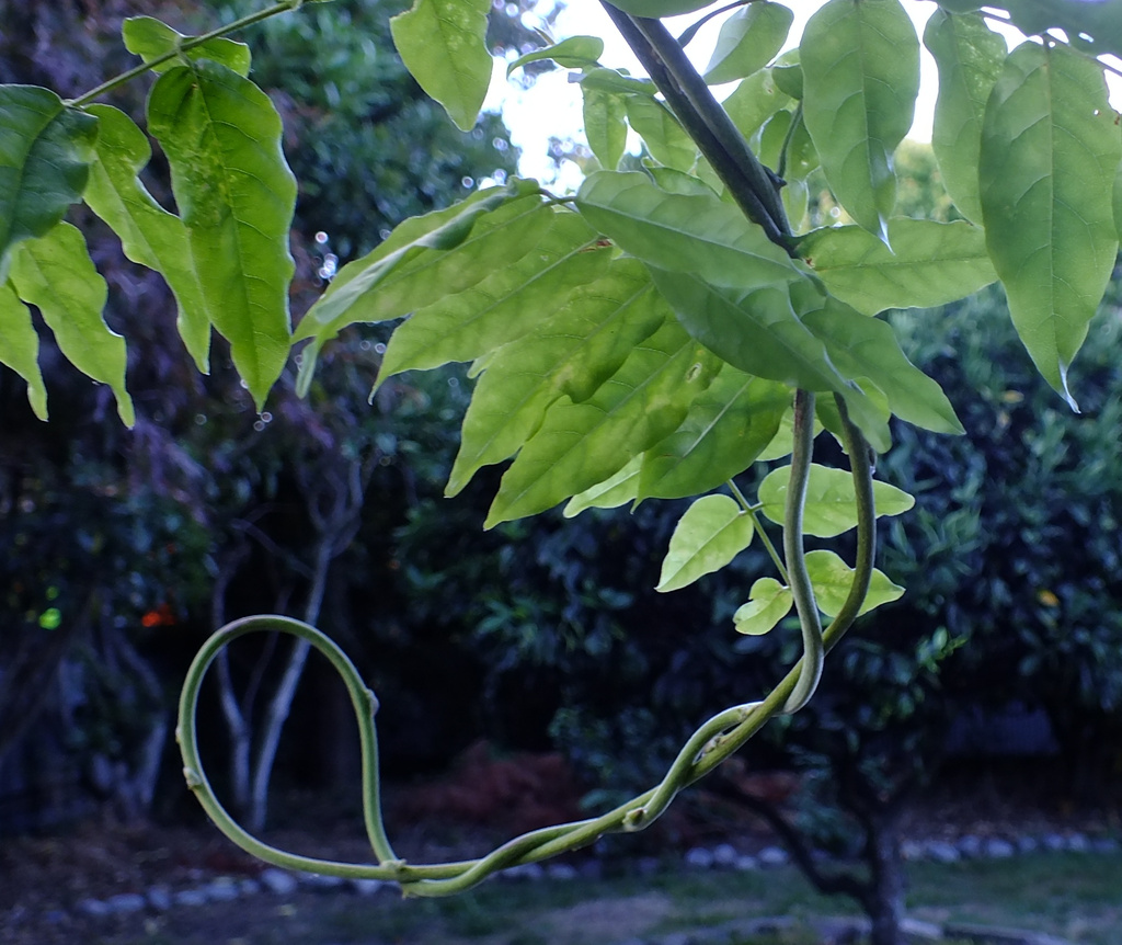 Loopy leaves by kiwinanna