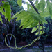 Loopy leaves by kiwinanna