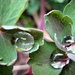 young aquilegia plants with 'water' droplets by quietpurplehaze