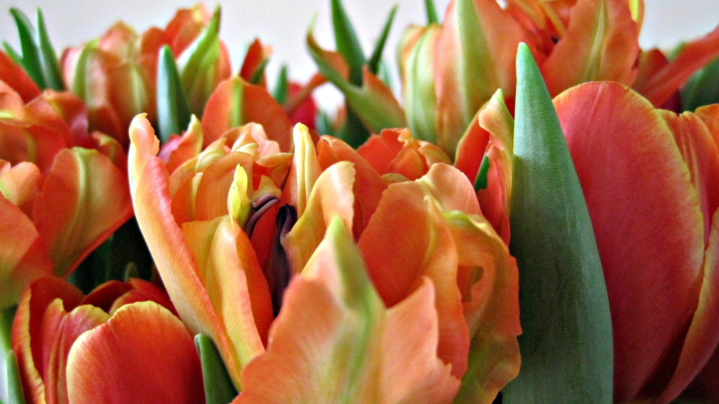 indoor tulip field  by quietpurplehaze