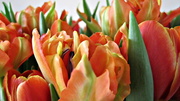 22nd Mar 2013 - indoor tulip field 