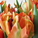 indoor tulip field  by quietpurplehaze