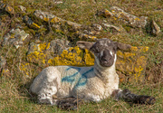 21st Mar 2013 - lamb and lichen