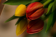 22nd Mar 2013 - Tulips