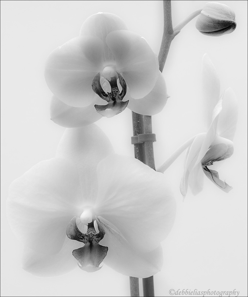 22.3.13 Orchid by stoat