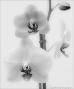 22nd Mar 2013 - 22.3.13 Orchid