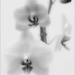 22.3.13 Orchid by stoat