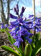 21st Mar 2013 - Shivering Hyacinths