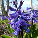 Shivering Hyacinths by calm