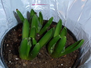 21st Mar 2013 - Hyacinth