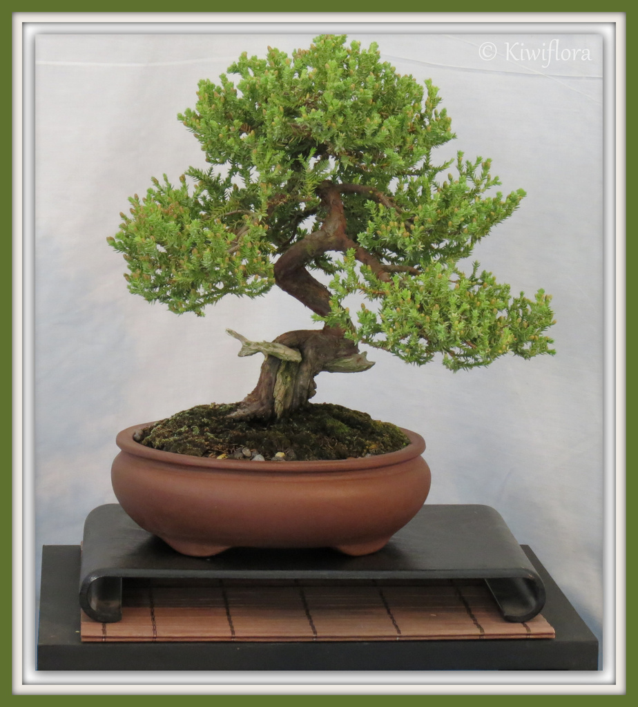 Juniperus horizontalis  by kiwiflora