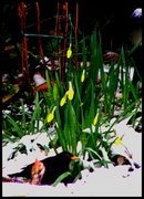 22nd Mar 2013 - Blackbird ,daffodils  ...and that white stuff again !!