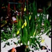 Blackbird ,daffodils  ...and that white stuff again !! by beryl