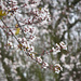 The blossoms are out despite the cold! by traceywhickerphotography