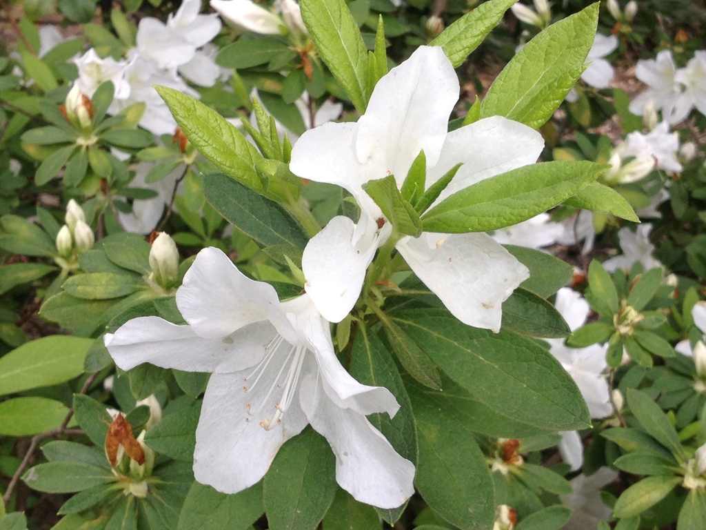 Azaleas are in full bloom, Charleston, SC by congaree