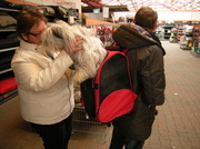 21st Mar 2013 - Shopping with dogs
