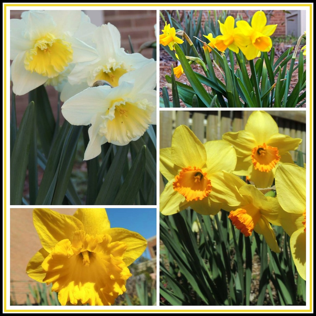 All Kinds of Daffodils by allie912