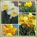 All Kinds of Daffodils by allie912