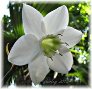 22nd Mar 2013 - Amazon lily