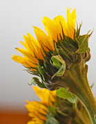 22nd Mar 2013 - Sunflower