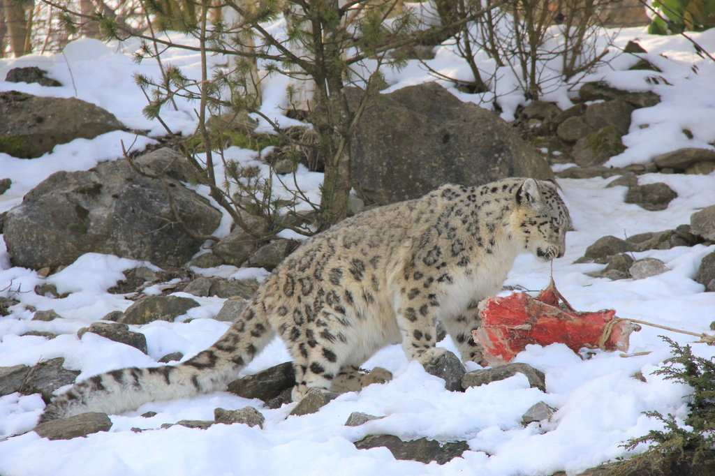 Snow leopard by belucha