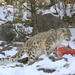Snow leopard by belucha