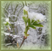 23rd Mar 2013 - Emerging leaves with snow!