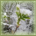 Emerging leaves with snow! by busylady