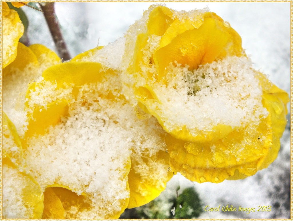 Crystallized Primulas by carolmw