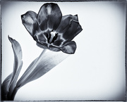 23rd Mar 2013 - 23rd March - Black Tulip (B&W)