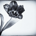 23rd March - Black Tulip (B&W) by pamknowler