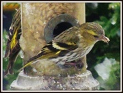 23rd Mar 2013 - Siskins in the snow