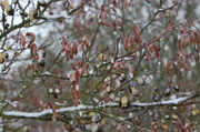 23rd Mar 2013 - Spring collides with winter