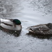 Duckies by nicoleterheide