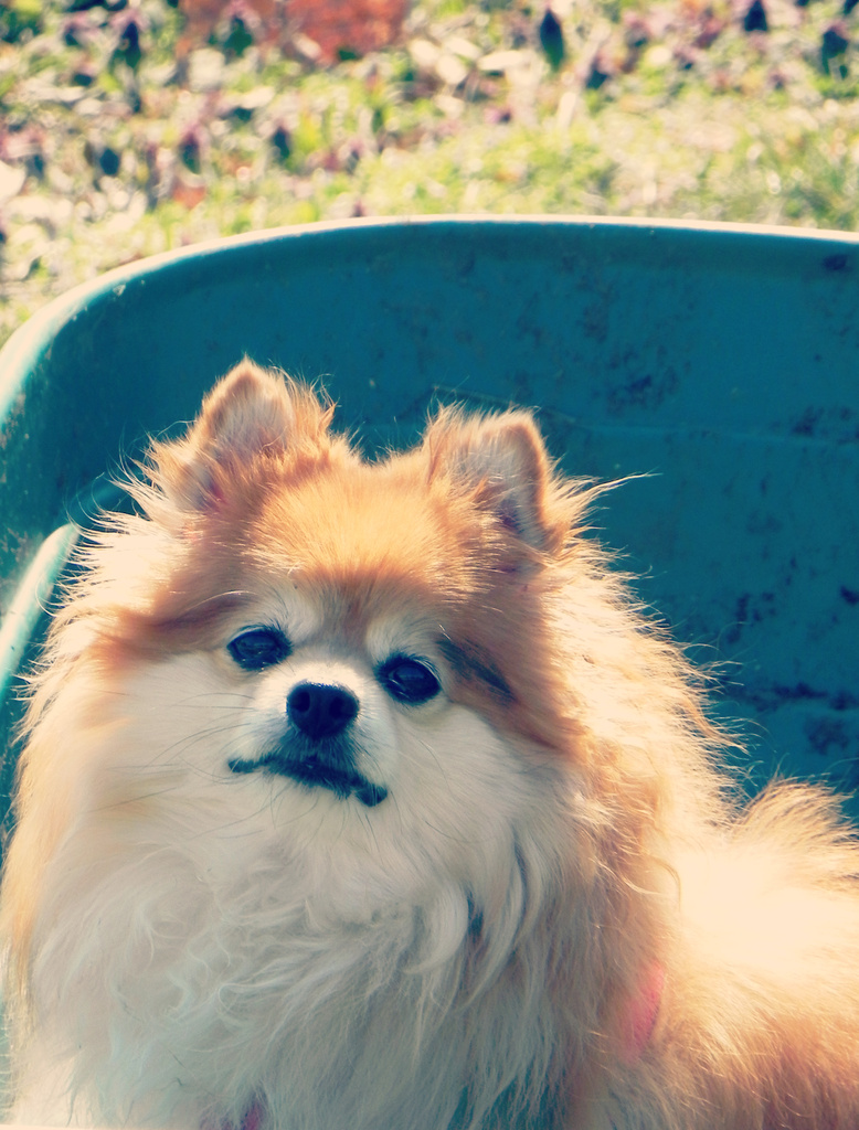 Puppy in a Bucket  by mej2011