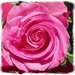 rose palette by vankrey