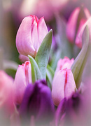 23rd Mar 2013 - Pink Tulips