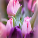 Pink Tulips by gardencat