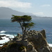 The Lone Cypress by salza