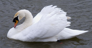 22nd Mar 2013 - swan