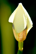 23rd Mar 2013 - African Iris