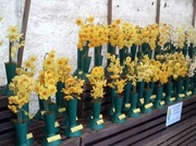 23rd Mar 2013 - Some of the 150 varieties of Daffodil grown at Cotehele.
