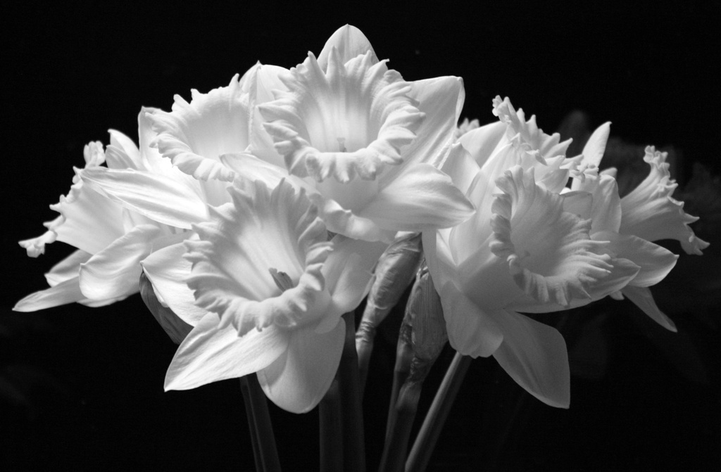 Monochrome daffodils by mittens