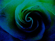 23rd Mar 2013 - white rose off balance