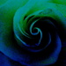 white rose off balance by corktownmum